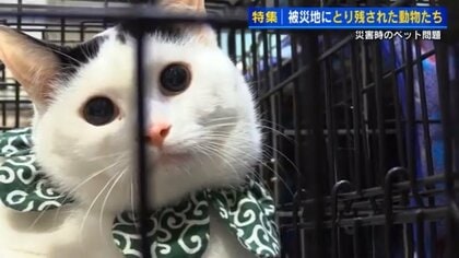 被災地に取り残された動物たちを救え　能登半島地震から半年　広島のボランティアが連れ帰った猫の里親探し