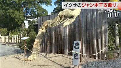 最後は長さ５メートルの「巳」で見納め…イグサで作った「ジャンボ干支飾り」早島町でお披露目【岡山】