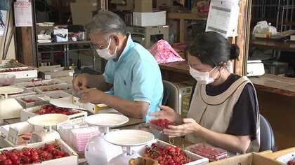 担い手不足と高齢化…市職員の副業が農業の課題解決に！？一日単位で農作業　福島市独自の取り組み「カジュワーク」