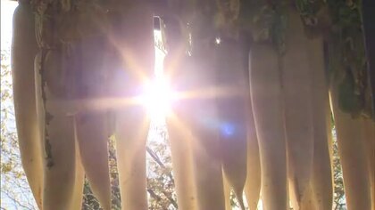 春には「たくあん漬け」提供へ…鏡野町の飲食店で晩秋の山里の風景　大根の天日干し作業【岡山】