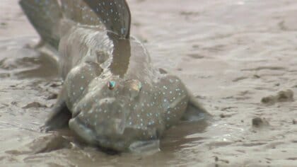 有明海のムツゴロウ IUCNレッドリスト絶滅危惧種に 漁獲量かつて200トン超が24年間でわずか2トンに激減