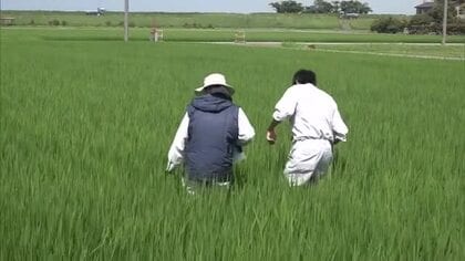 「稲が夏バテ」富山・黒部で現地検討会　コメの品質低下防げるか　「技術でカバーしてもらうことが重要」
