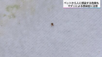 マダニから感染する「SFTS」 ペットから人に感染する危険も…マダニの正しい予防法と処置