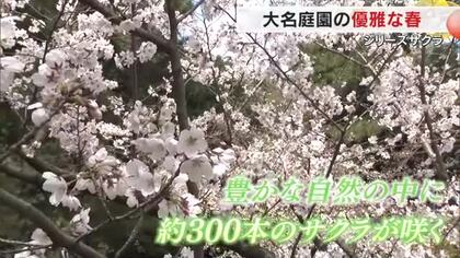 【シリーズサクラ】１）約３００本のサクラが観光客を魅了…夜桜も楽しめる国の特別名勝・栗林公園【香川】