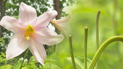 「何が起きたんだ…」準絶滅危惧種の“ヒメサユリ”激減で地元に動揺…原因はシカなどによる食害【新潟発】