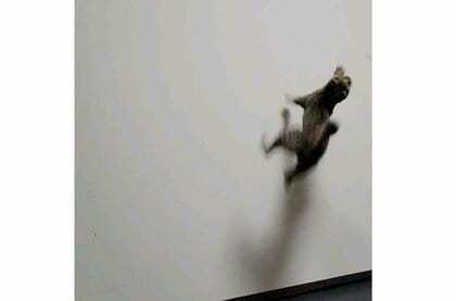 「猫が壁を走る？」 見るまでは信じられない子猫の“遊び”…でも飼い主たちからは「あるある」だった
