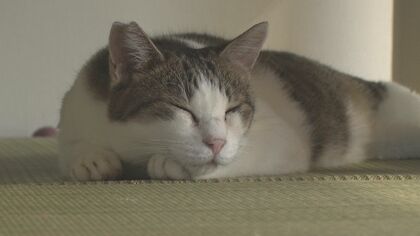 “保護ネコ”のために…カフェを開設した旅館の女将の思い｢捨てネコが多いことを知って…｣【新潟発】