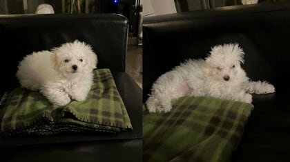 「知らない犬がいる」愛犬の寝る前と寝起きのギャップがすごい！飼い主に“別犬”の姿になる日常を聞いた