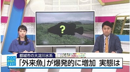 初確認から6年後で爆発的に増加し大淀川水系の71％でDNAを確認　生態系を脅かす外来魚にどう対応？