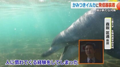 かみつきイルカ”を特定！背びれに発信機 「人慣れしすぎ」で海水浴客に