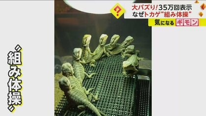 トカゲEXILE】円を描くように重なる9匹がSNSで大バズり！「Choo Choo