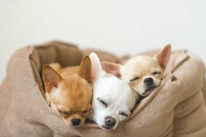 子犬の販売価格に疑問を持つ犬の飼い主さんは3割以上 ペットショップ事情を考える 売れ残った子犬がどうなるか知ってる 飼い主3人アンケート