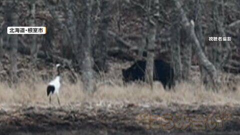 「出てきた…でかい」冬眠明けのクマ撮影　タンチョウと“にらみ合い”も　北海道各地で出没情報相次ぐ