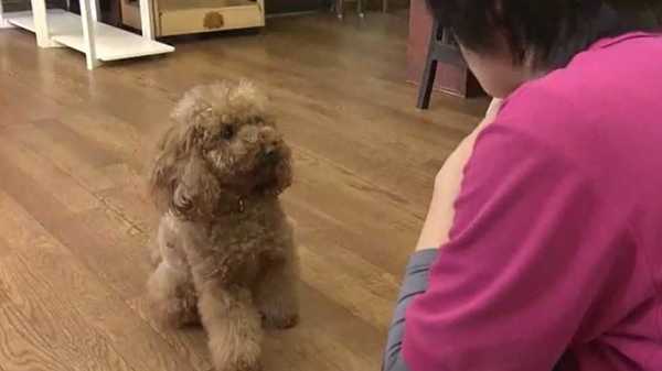 飼い犬の虐待動画に非難殺到 蹴りつけられた犬の その後 は 福島発