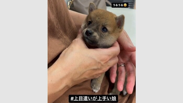 豆柴のソラちゃん