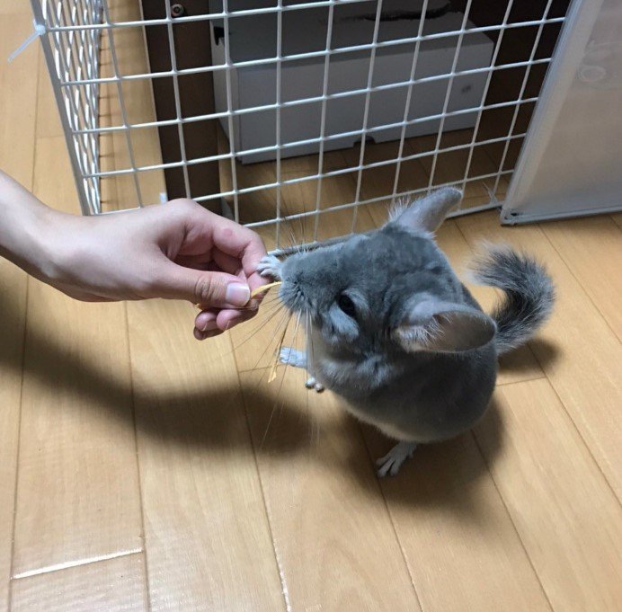 提供:金太郎の日常さん