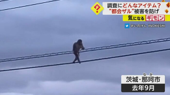 電線の上を綱渡り