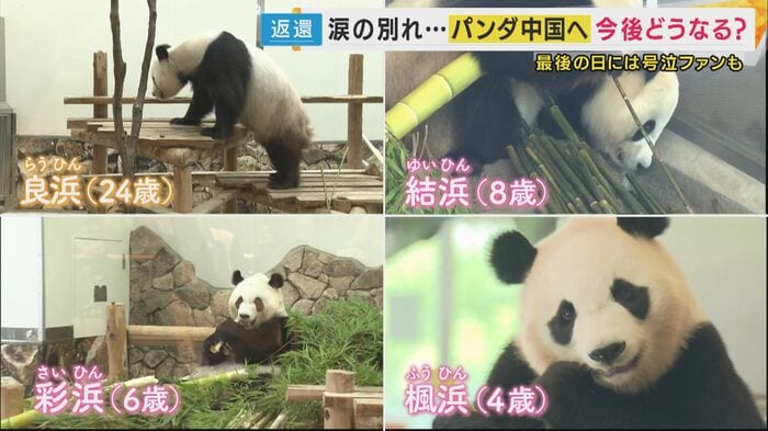 アドベンチャーワールドのパンダ4頭