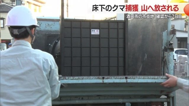 寺の床下から逃げられないよう板・土のうで囲み、市・猟友会が協力してわなにかかるのを待った