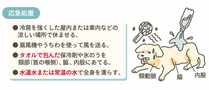 飼い主ができる応急処置
