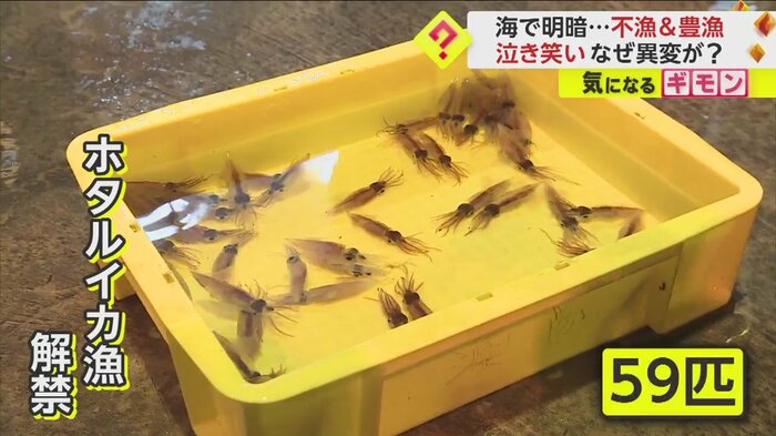 過去最低クラスのスタートとなったホタルイカ漁
