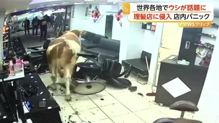 店から立ち去るウシ（IHA）