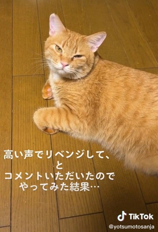 てんちゃんの“ゆっくりまばたき”?
