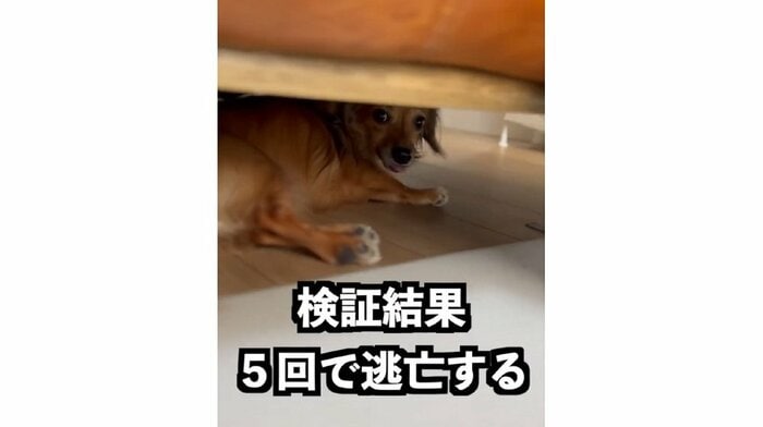 散歩5回でこたろうくんは逃亡した(提供:@kotarohesoten)