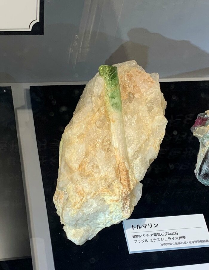 長ネギにそっくりなトルマリン(神奈川県立生命の星・地球博物館所蔵)
