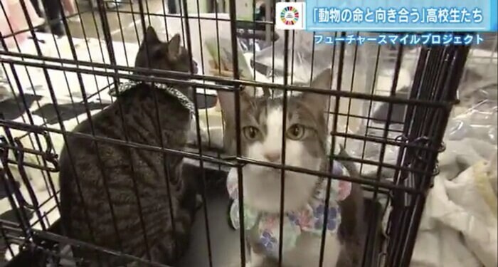 譲渡会で引き取り手を待つ保護猫