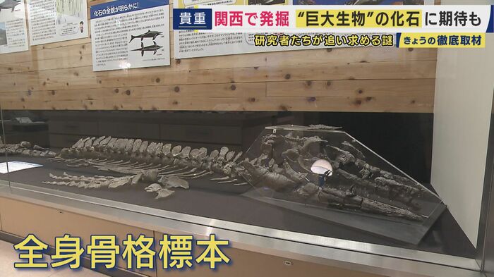 モササウルスの全身骨格標本