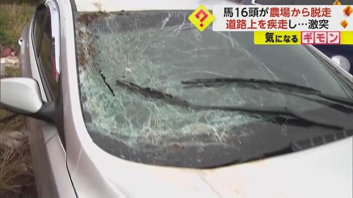 馬との衝突で大破した車のフロントガラス