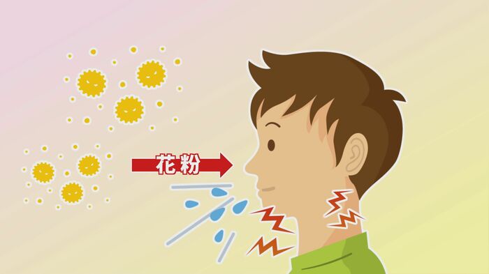 鼻から気管に入りやすいのが粒子が細かい秋の花粉