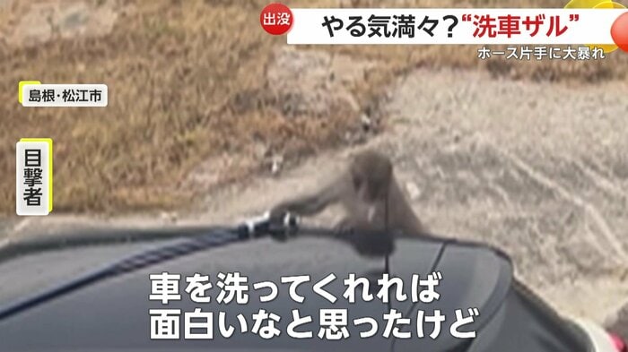 ホースを持って車の上をうろつくサル(FNN投稿サイト「ビデオPost」) (投稿:まゆりんごさん)