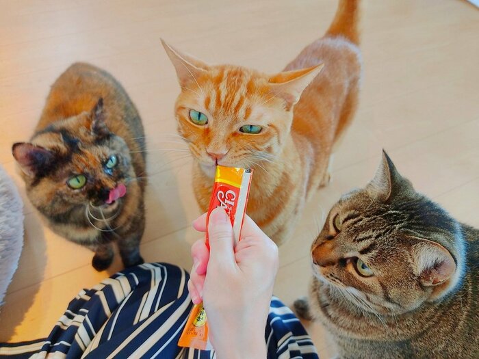 ちゅ~るによる平和的解決(投稿の写真とは別日に撮影)
