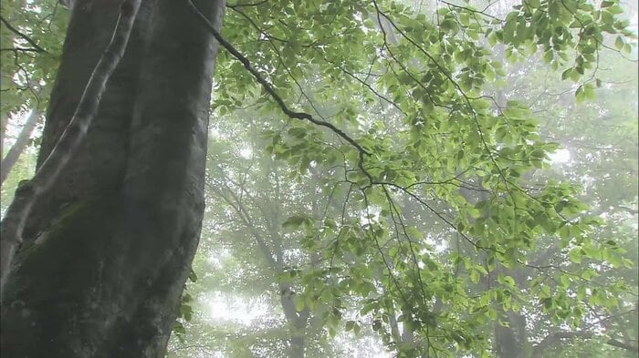 白神山地には豊かな自然が広がっている