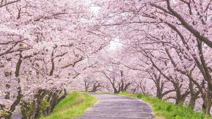 ソメイヨシノは花と葉の成長に関連性なし(イメージ)
