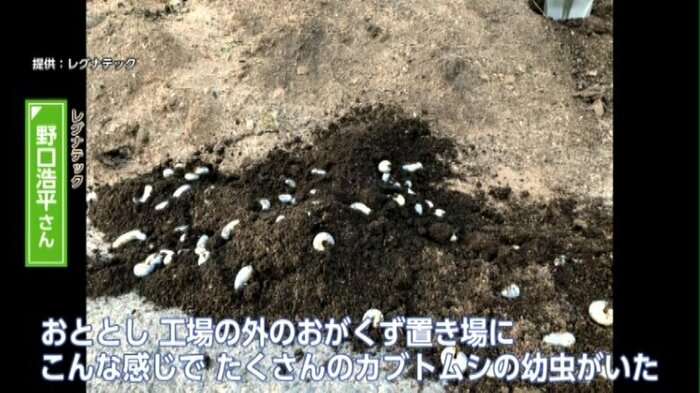 2020年、工場裏のおがくず置き場にたくさんの幼虫が…(レグナテック提供)
