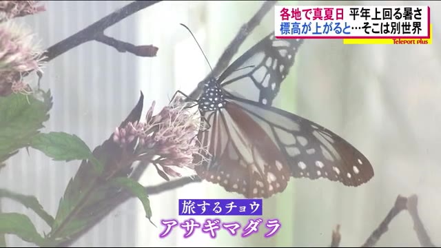 高原には”涼を求める人”と”旅する蝶”…グランデコリゾートで「アサギマダラ」観察会<福島県北塩原村>