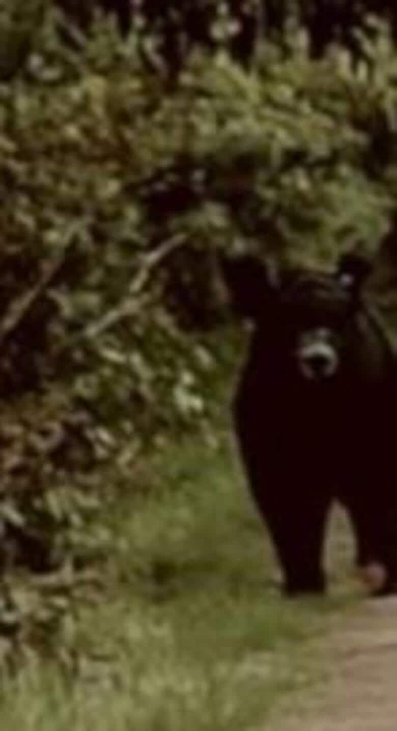 府中町で成獣の「ツキノワグマ」目撃される 町は見つかった自然歩道を当面の間 封鎖へ 広島｜FNNプライムオンライン
