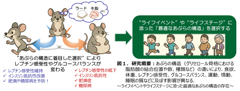 “あぶらの構造”が抗肥満作用ホルモンの作用を変えることを発見~新たな食育への活用に期待~