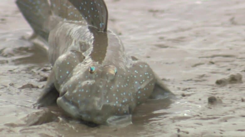 有明海のムツゴロウ IUCNレッドリスト絶滅危惧種に 漁獲量かつて200トン超が24年間でわずか2トンに激減｜FNNプライムオンライン