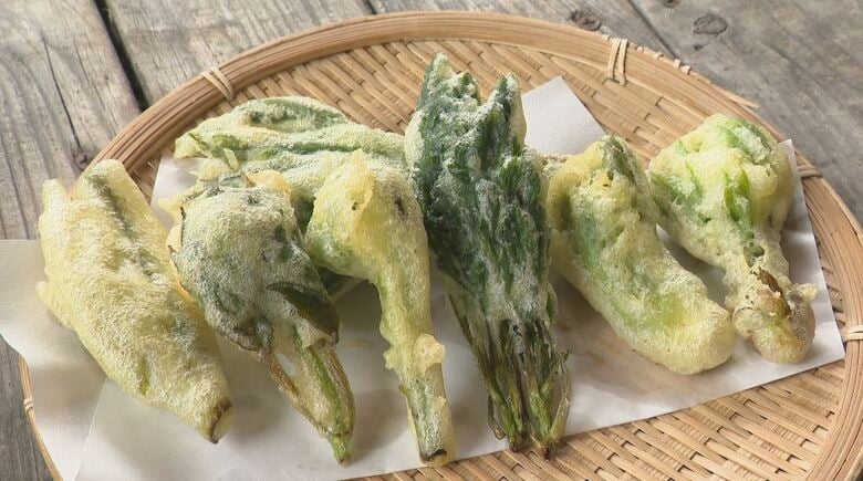 クマ対策を万全に！旬の山菜ツアー　採れたてを“天ぷら”や“しゃぶしゃぶ”で　今年は2週間早い！山菜の王様や女王、「アケビの新芽」まで11種　「山菜のうま味がじゅわ～っと」長野・小谷村｜FNNプライムオンライン