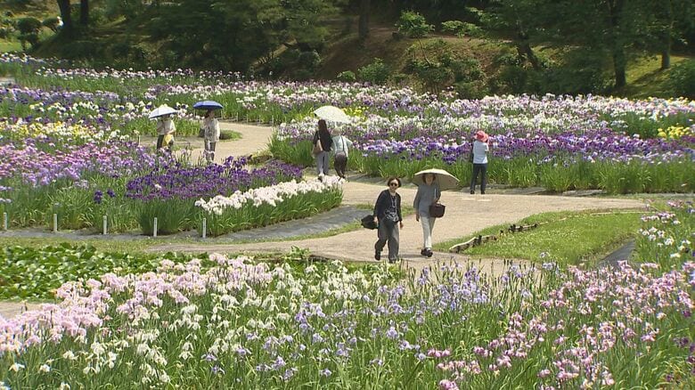 日本四大あやめ園・五十公野公園のハナショウブ見頃に！梅雨の晴れ間…可憐に咲く花々楽しむ「素敵」「種類多くびっくり」 新潟・新発田市｜FNNプライムオンライン