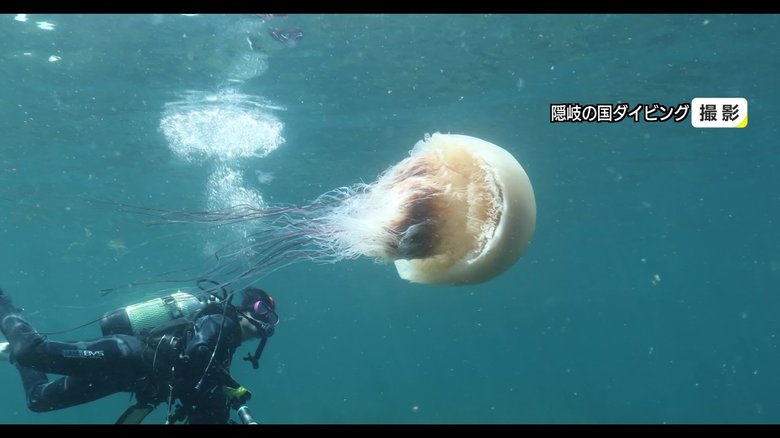 海の魅力を伝えるインストラクター