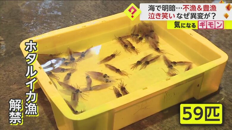 過去最低クラスのスタートとなったホタルイカ漁