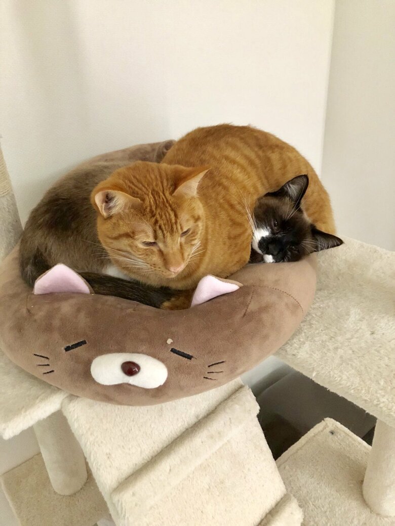 提供：たぬき&とらさん