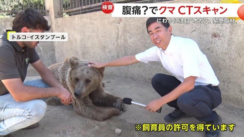 体調不良で病院に搬送され話題となっている動物園のヒグマ（3日、トルコ・イスタンブール）