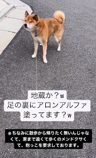 こちらは“散歩拒否犬”になってしまった時のロックくん