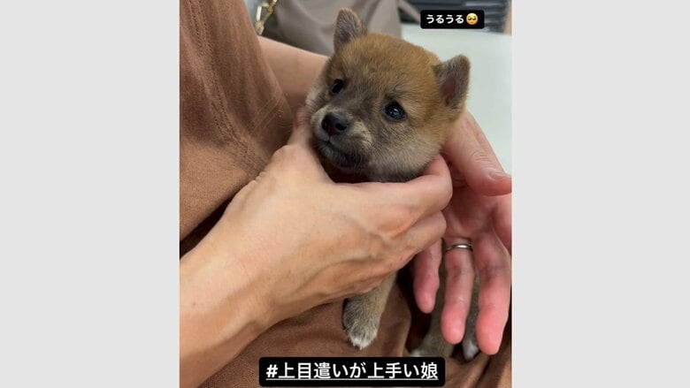 豆柴のソラちゃん